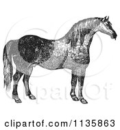 Poster, Art Print Of Retro Vintage Engraved Horse In Black And White