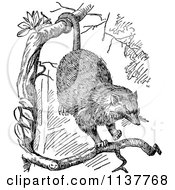 Clipart Of A Retro Vintage Black And White Opossum In A Tree Royalty Free Vector Illustration