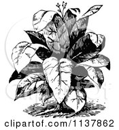 Clipart Of A Retro Vintage Black And White Leafy Plant Royalty Free Vector Illustration