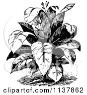 Poster, Art Print Of Retro Vintage Black And White Leafy Plant