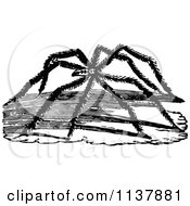 Poster, Art Print Of Retro Vintage Black And White Long Legged Spider