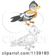 Cartoon Of A Cute Colored And Black And White Bird Vector Clipart