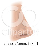 Human Nose And Nostril Clipart Illustration