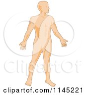 Clipart Of A Human Anatomy Man Royalty Free Vector Illustration by patrimonio