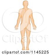 Clipart Of A Human Anatomy Mans Back Side Royalty Free Vector Illustration