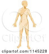 Clipart Of A Human Anatomy Woman Royalty Free Vector Illustration by patrimonio