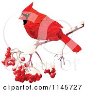 Red Cardinal On A Branch With Berries