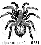 Clipart Of A Retro Vintage Black And White Trap Door Spider Royalty Free Vector Illustration by Prawny Vintage