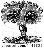 Clipart Of A Retro Vintage Black And White Tree 2 Royalty Free Vector Illustration