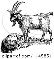 Clipart Of Retro Vintage Black And White Standing And Resting Goats Royalty Free Vector Illustration