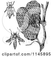 Poster, Art Print Of Retro Vintage Black And White Paper Wasps And Honeycombs