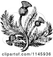 Retro Vintage Black And White Thistle Flower 2