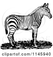 Clipart Of A Retro Vintage Black And White Zebra In Profile Royalty Free Vector Illustration