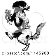 Clipart Of A Retro Vintage Black And White Dog Dancing Upright With A Boutonniere Royalty Free Vector Illustration