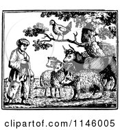 Poster, Art Print Of Retro Vintage Black And White Farmer Looking At Animals