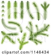 Poster, Art Print Of Conifer Tree Branches