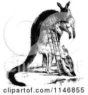 Poster, Art Print Of Retro Vintage Black And White Duck Climing A Kangaroo Ladder