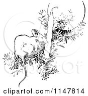 Poster, Art Print Of Retro Vintage Black And White Mouse On A Christmas Tree Branch
