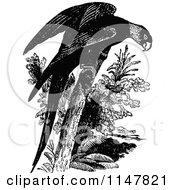 Poster, Art Print Of Retro Vintage Black And White Parrot