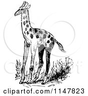 Poster, Art Print Of Retro Vintage Black And White Giraffe