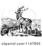 Poster, Art Print Of Retro Vintage Black And White Stag Deer
