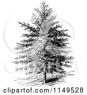 Poster, Art Print Of Retro Vintage Black And White Pine Tree