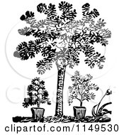 Poster, Art Print Of Retro Vintage Black And White Tree And Potted Plants