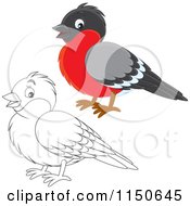 Cartoon Of A Colored And Outlined Robin Bird Royalty Free Vector Clipart by Alex Bannykh