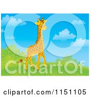 Poster, Art Print Of Cute Giraffe On A Grassy Hill