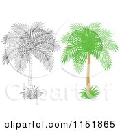 Poster, Art Print Of Outlined And Colored Palm Tree