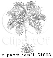 Poster, Art Print Of Outlined Palm Tree