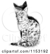 Poster, Art Print Of Black And White Sitting Cat