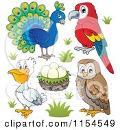 Cartoon Of A Peacock Parrot Nest With Eggs Pelican And Owl Royalty Free Vector Clipart