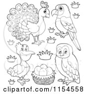 Cartoon Of An Outlined Peacock Parrot Pelican Eggs And Owl Royalty Free Vector Clipart
