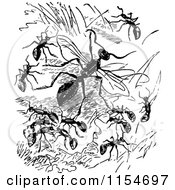 Clipart Of Retro Vintage Black And White Ants Royalty Free Vector Clipart