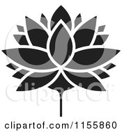 Black And White Lutus Water Lily Flower