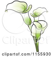 Poster, Art Print Of Green Calla Lily Flowers