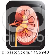 Clipart Of A Human Kidney Icon Royalty Free Vector Illustration by Lal Perera