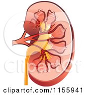 Clipart Of A Human Kidney Royalty Free Vector Illustration by Lal Perera