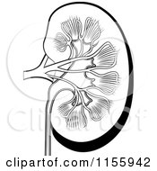 Poster, Art Print Of Black And White Human Kidney
