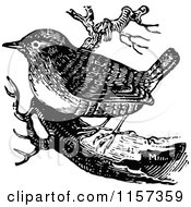 Clipart Of A Retro Vintage Black And White Wren Royalty Free Vector Illustration