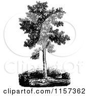 Retro Vintage Black And White Sugar Maple Tree