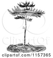 Poster, Art Print Of Retro Vintage Black And White Pine Tree