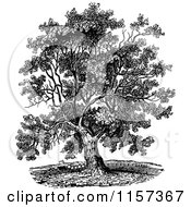 Poster, Art Print Of Retro Vintage Black And White Mature Black Walnut Tree