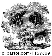 Clipart Of A Retro Vintage Black And White Mature Oak Tree Royalty Free Vector Illustration