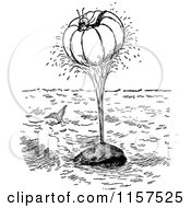 Clipart Of A Retro Vintage Black And White Whale Spouting A Pumpkin Kid Royalty Free Vector Illustration