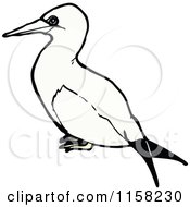 Poster, Art Print Of Gannet Bird