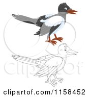Poster, Art Print Of Colored And Outlined Magpie