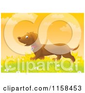 Poster, Art Print Of Happy Doxie Dog Walking In Grass