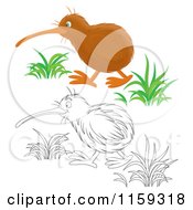 Cartoon Of A Colored And Outlined Kiwi Bird Royalty Free Clipart